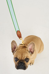 Oroton Jemima Webbing Dog Leash in Horizon/Brandy and Logo Webbing with Leather Trims for 