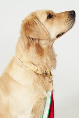 Profile view of model wearing the Oroton Archer Dog Collar in Natural and Smooth leather for Women