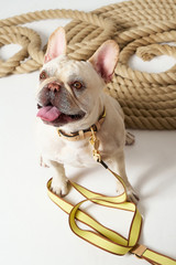 Profile view of model wearing the Oroton Archer Webbing Dog Lead in Daisy/Natural and Polyester webbing for Women