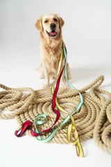 Profile view of model wearing the Oroton Archer Webbing Dog Lead in Jewel Green/Natural and Polyester webbing for Women